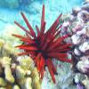 Dive Sites