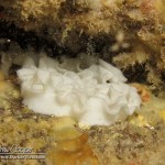 FFellows Nudibranch Egg Mass