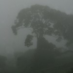 Foggy ʻŌhiʻa