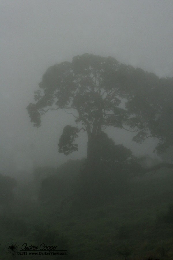 Foggy ʻŌhiʻa