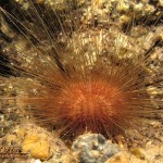 Fine-Spined Urchin (Leptodiadema purpureum)