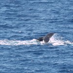Humpback Whale off Kawaihae