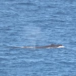 Humpback Whale off Kawaihae