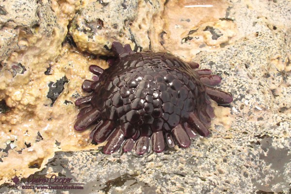 Helmet Urchin
