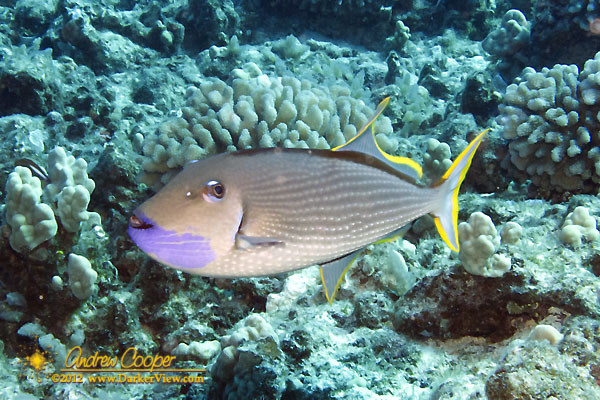 Guilded Triggerfish