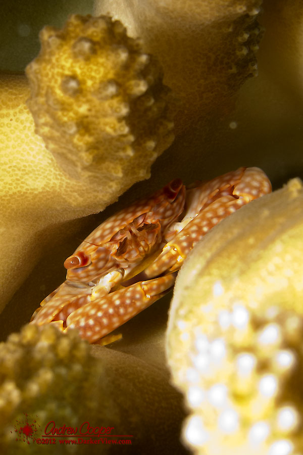 Yellow-spotted Guard Crab