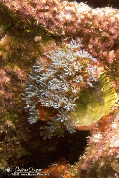 Blue octocoral (Sarcothelia edmondsoni) at 30ft depth, O'oma