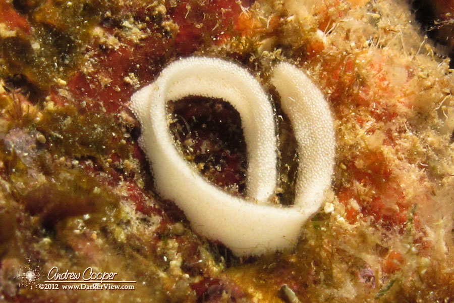 White-margin Nudibranch Egg Mass