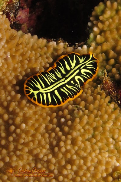 A Divided Flatworm (Pseudoceros dimidiatus) at 40' depth, O'oma