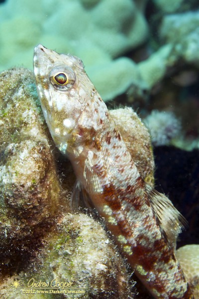 Twospot Lizardfish (Synodus binotatus) at 30ft depth, Puako