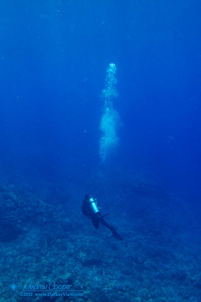 Diver Mark Devenot cruising the reef at Hoover's Towers north of Honokohau