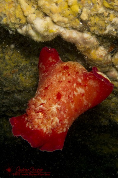 Spanish Dancer (Hexabranchus sanguineus)
