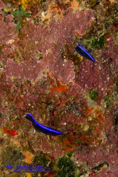 Two juvenile Hawaiian Cleaner Wrasse (Labroides phthirophagus)