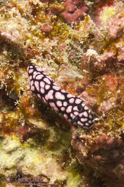 Pustulose Nudibranch (Phyllidiella pustulosa) on a wall at 25' depth, Puako