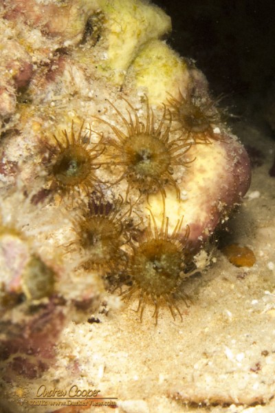 Most likely a member of the zonanthid family Protopalythoa, just a handful of animals in a reef crevice at Puako