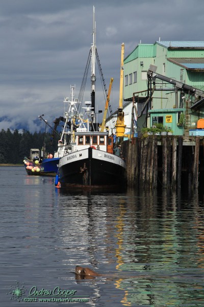 A fishing boat offloads fish at the packing plant in Petersburg, Alaska