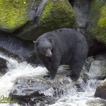 Black Bear Fishing