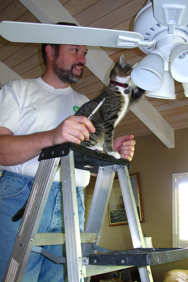 Feline Inspection