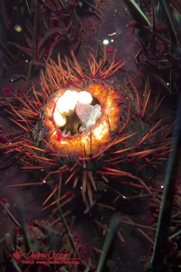 Sea Urchin Crab
