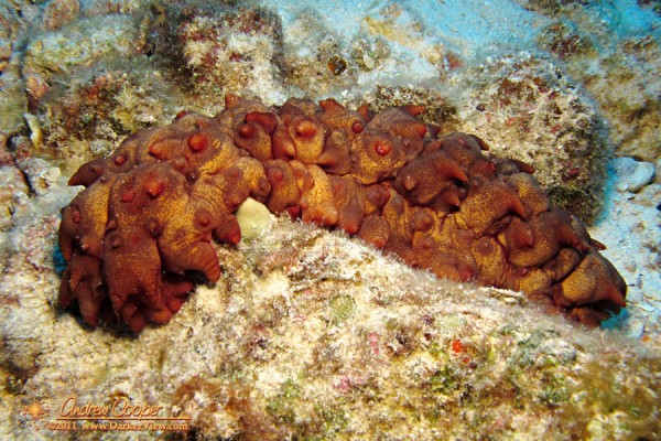Hawaiian Spiky Sea Cucumber 