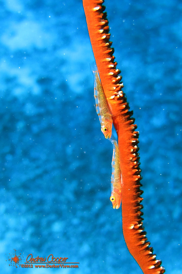Wire Coral Gobies