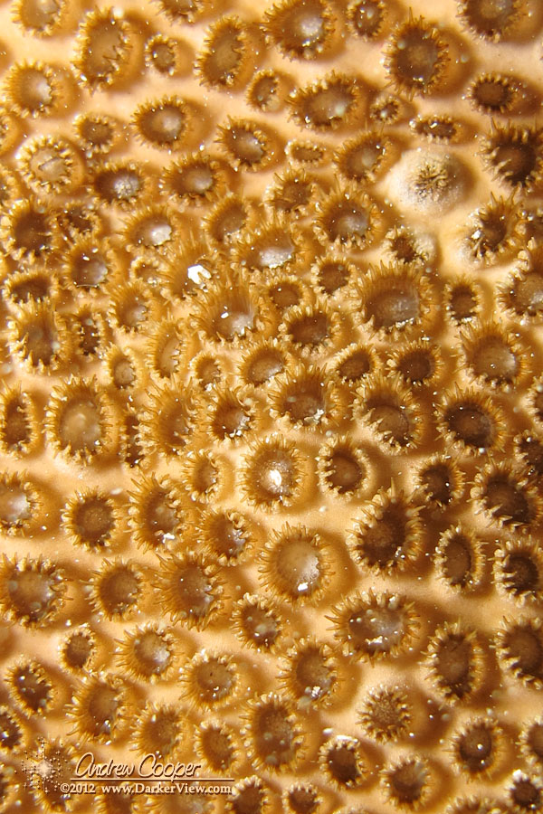 Zoanthid Colony