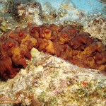 Hawaiian Spiky Sea Cucumber