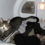 Ras in the Dryer