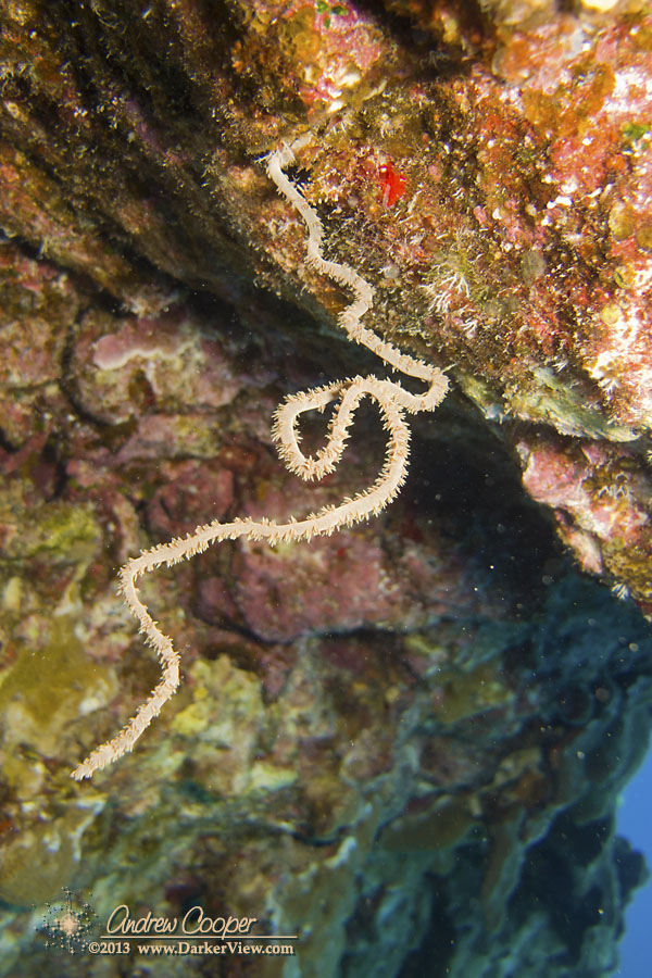 Wire Coral