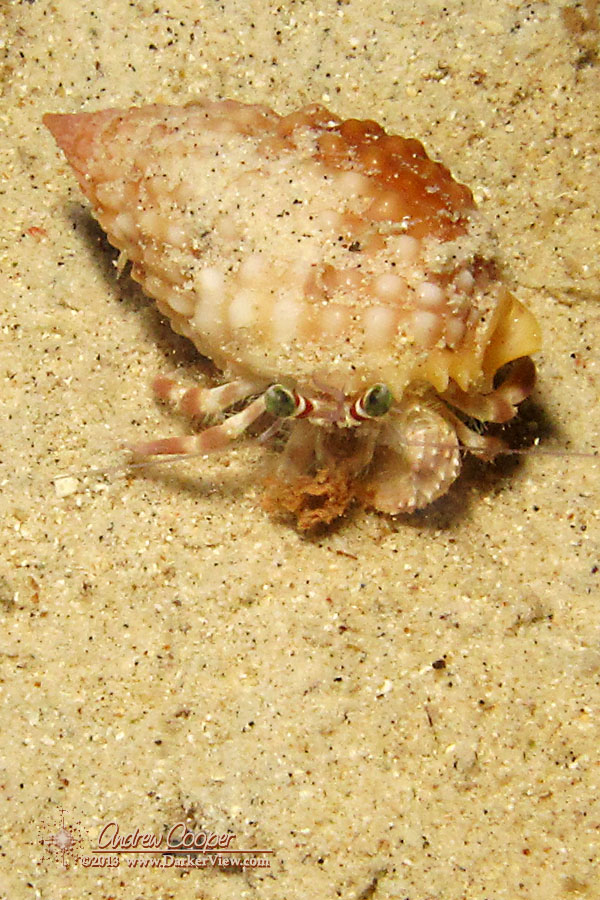Pale Anemone Crab