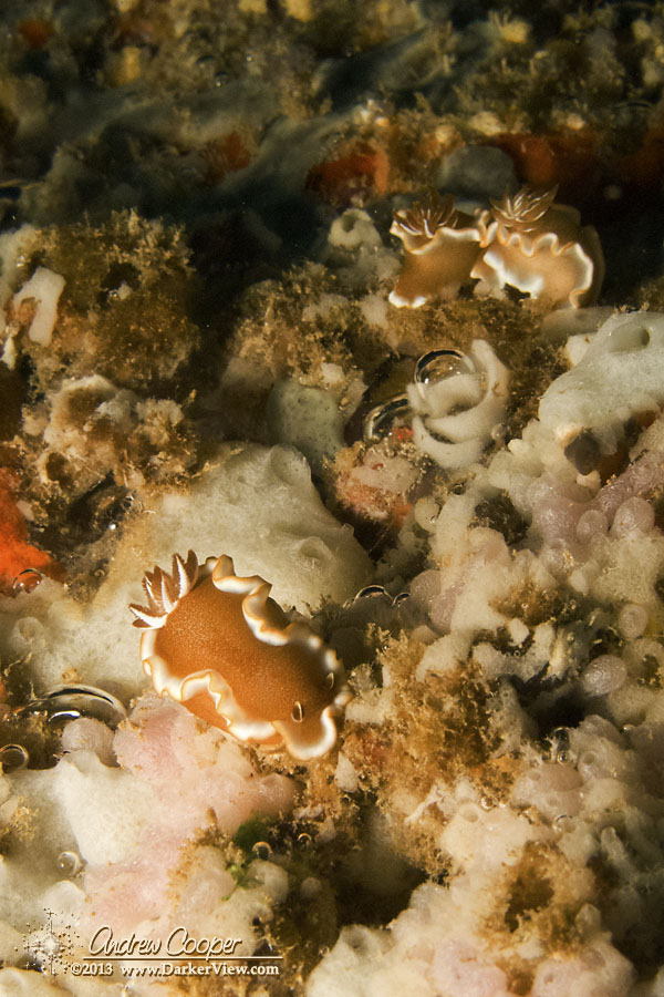 White-Margin Nudibranch and Eggs