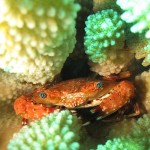 Hawaiian Swimming Crab