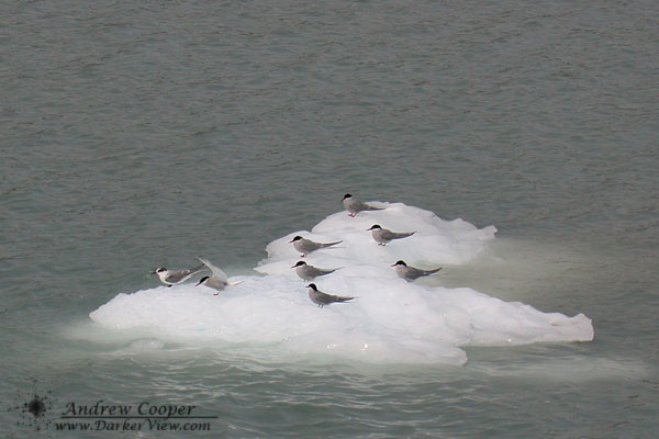 Artic Terns