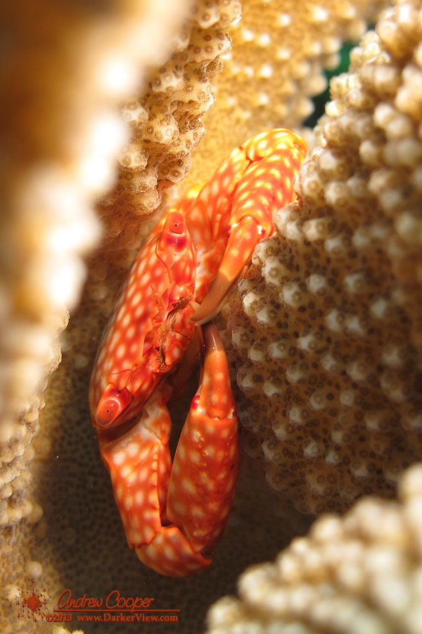 Yellow-Spotted Guard Crab