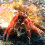 Laurent's Hermit Crab