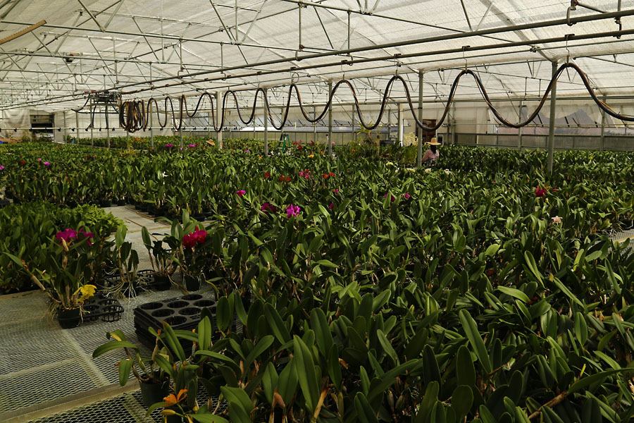 Akatsuka Orchid Gardens Greenhouse
