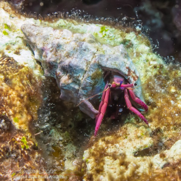 Haig's Hermit Crab