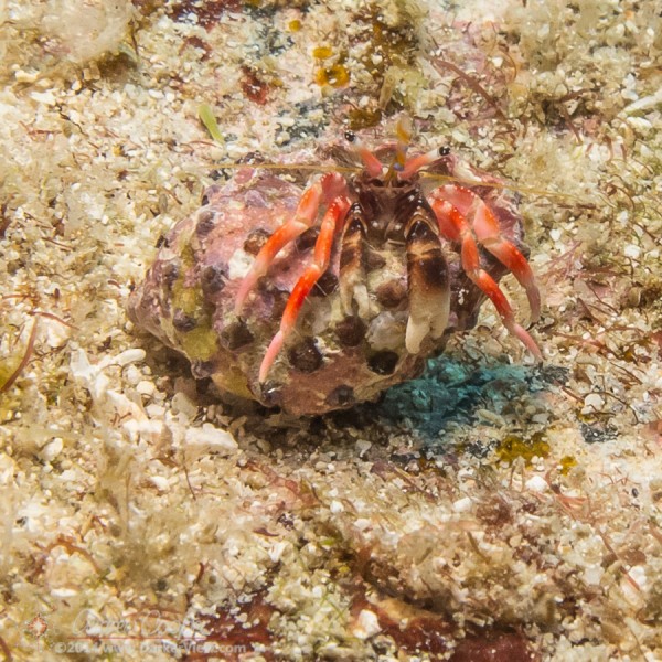 Laurent's Hermit Crab