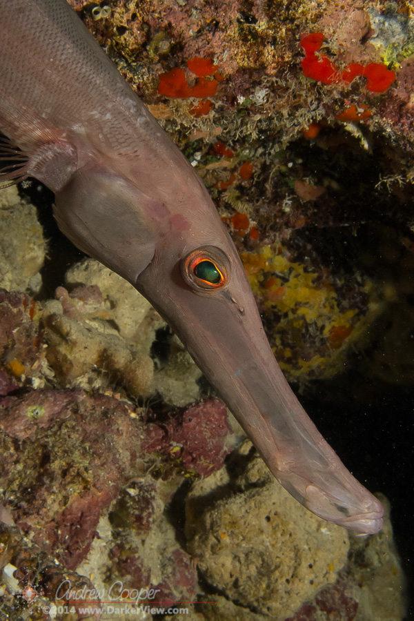 Trumpetfish Face