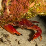 Red Swimming Crab