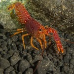 Red Reef Lobster