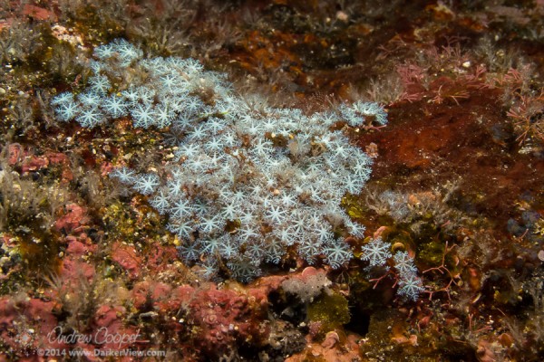 Blue Octocoral