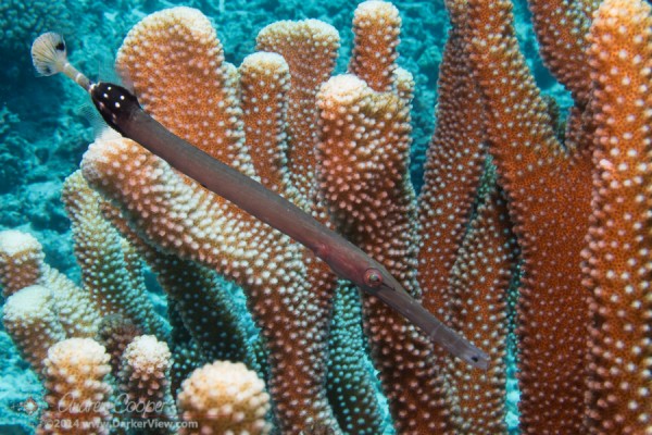 Trumpetfish in Coral