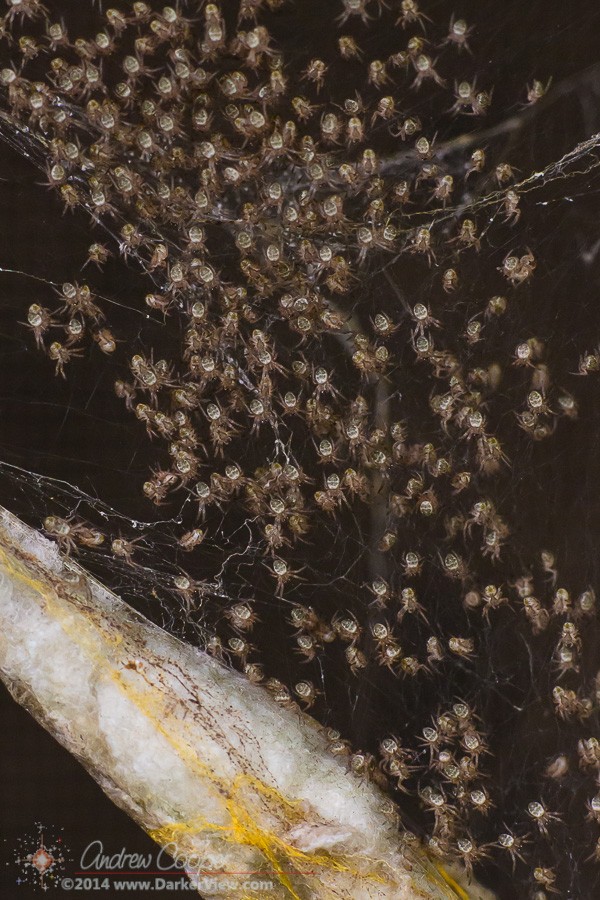 Spider Hatch