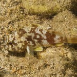 Cheekspot Scorpionfish