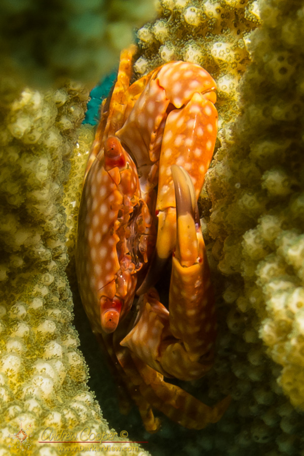 Yellow-spotted Guard Crab