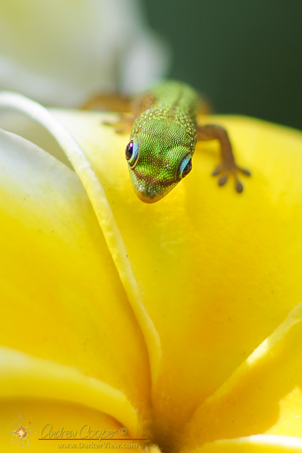 Gecko and Plumaria