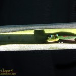 Gold Dust Day Gecko