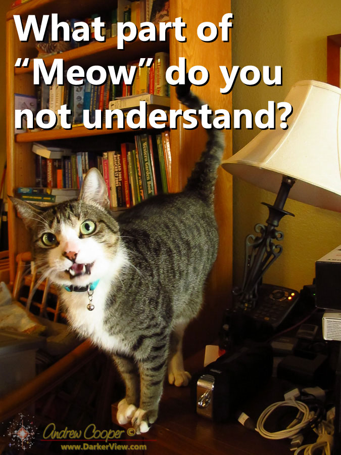 What part of Meow do you not understand?