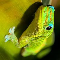 Gecko Close Up